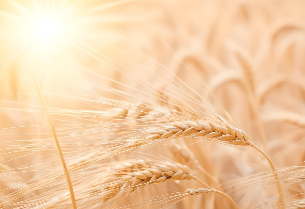 Golden Wheat Stalks Illuminated By Sunlight With A Soft Blurred Background Of More Wheat The Light Creates A Warm Glowing Effect 11 Fdc8