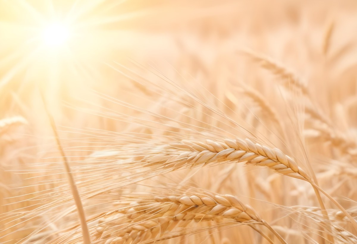 Golden Wheat Stalks Illuminated By Sunlight With A Soft Blurred Background Of More Wheat The Light Creates A Warm Glowing Effect 13 79d5