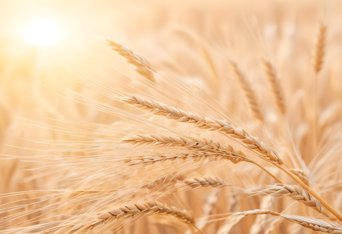 Golden Wheat Stalks Illuminated By Sunlight With A Soft Blurred Background Of More Wheat The Light Creates A Warm Glowing Effect 14 8882