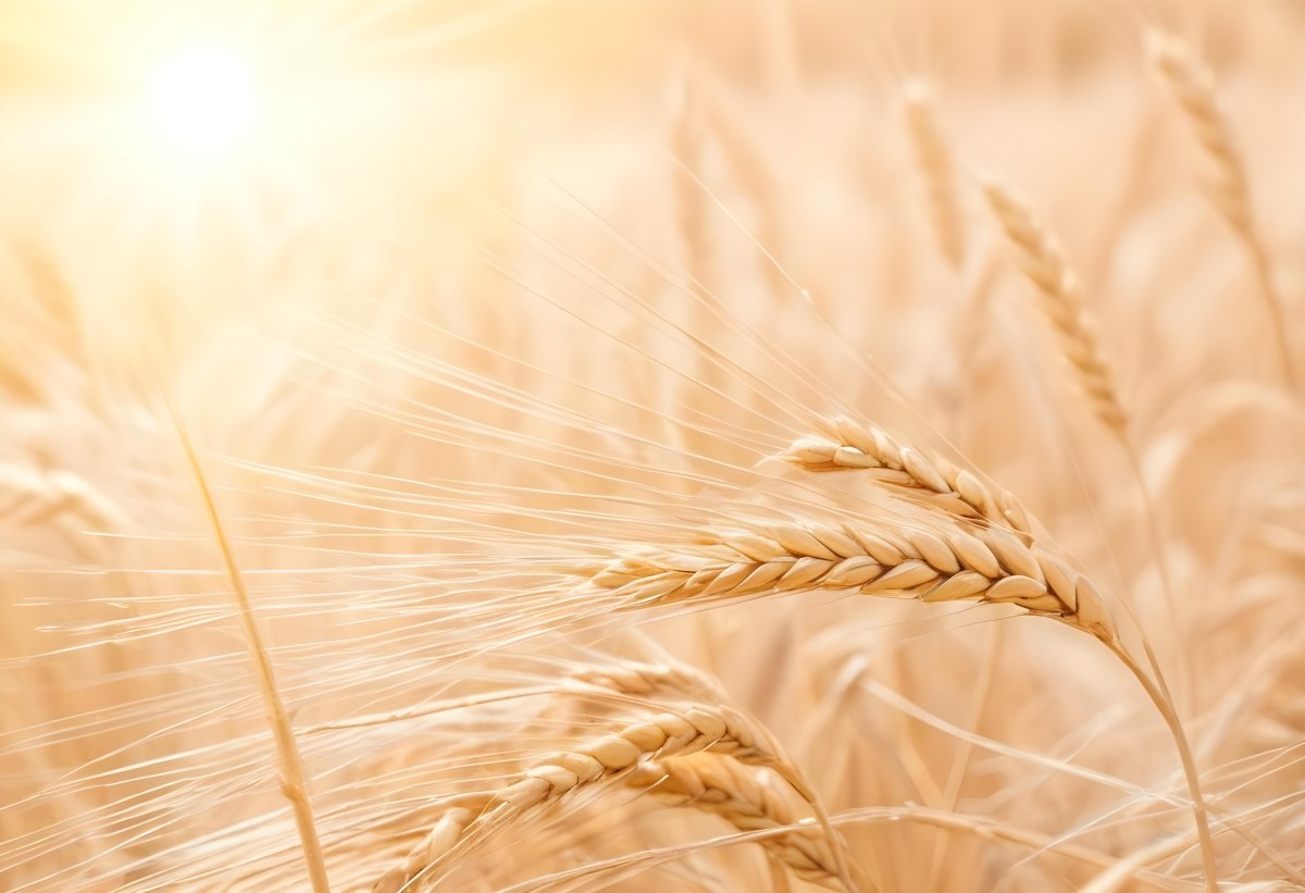 Golden Wheat Stalks Illuminated By Sunlight With A Soft Blurred Background Of More Wheat The Light Creates A Warm Glowing Effect 15 9cef