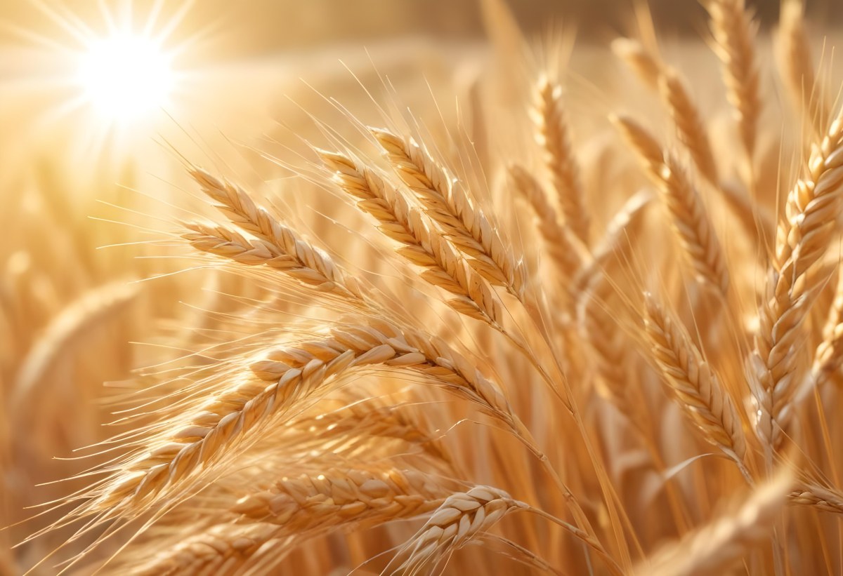 Golden Wheat Stalks Illuminated By Sunlight With A Soft Blurred Background Of More Wheat The Light Creates A Warm Glowing Effect 17 3d8e