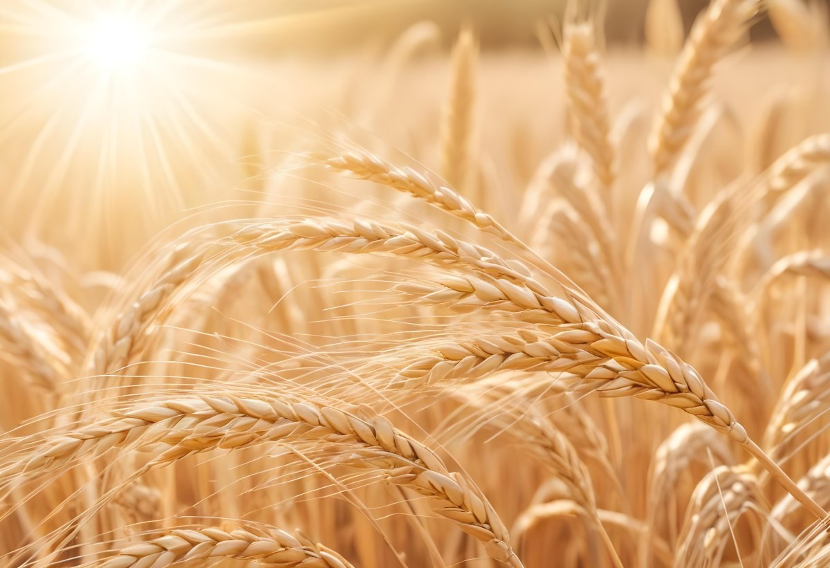 Golden Wheat Stalks Illuminated By Sunlight With A Soft Blurred Background Of More Wheat The Light Creates A Warm Glowing Effect 5 9ce8
