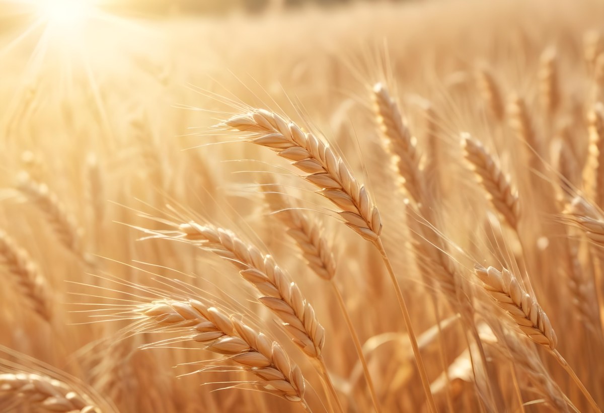 Golden Wheat Stalks Illuminated By Sunlight With A Soft Blurred Background Of More Wheat The Light Creates A Warm Glowing Effect 6 C142