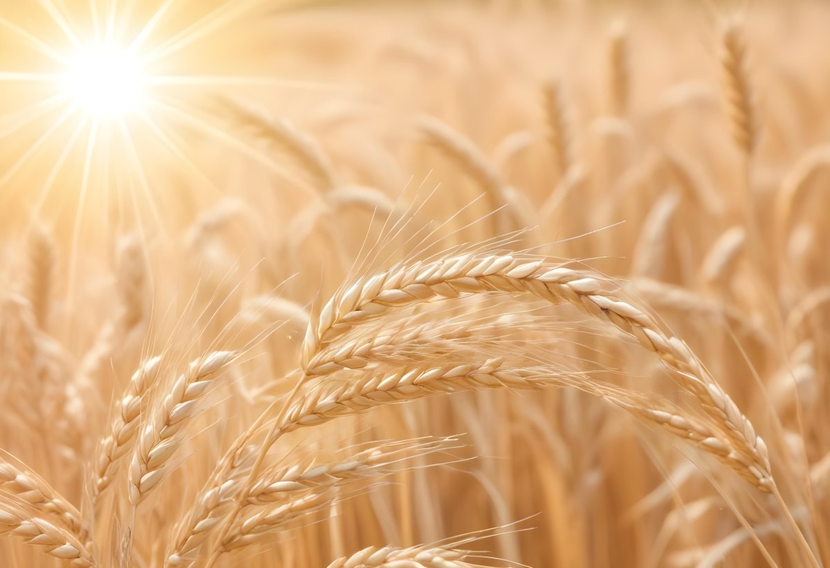 Golden Wheat Stalks Illuminated By Sunlight With A Soft Blurred Background Of More Wheat The Light Creates A Warm Glowing Effect 8 B2e6