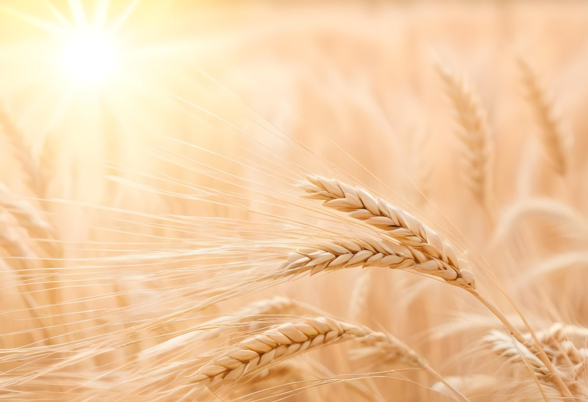 Golden Wheat Stalks Illuminated By Sunlight With A Soft Blurred Background Of More Wheat The Light Creates A Warm Glowing Effect 9 Fdf4