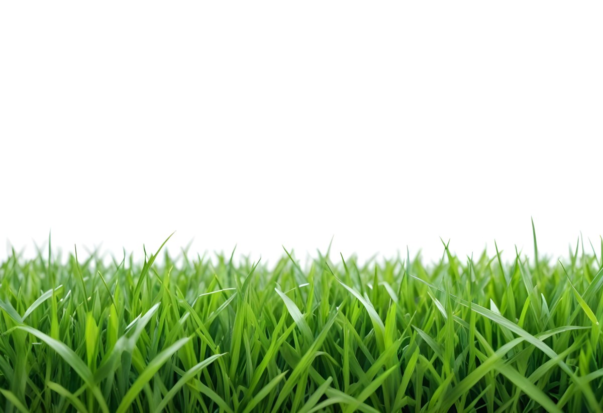 Green Grass Field With A White Background Vibrant Colors Close Up Shot Natural Light Clear Focus Fresh And Lush Appearance Well Maintained Lawn 1 F3af