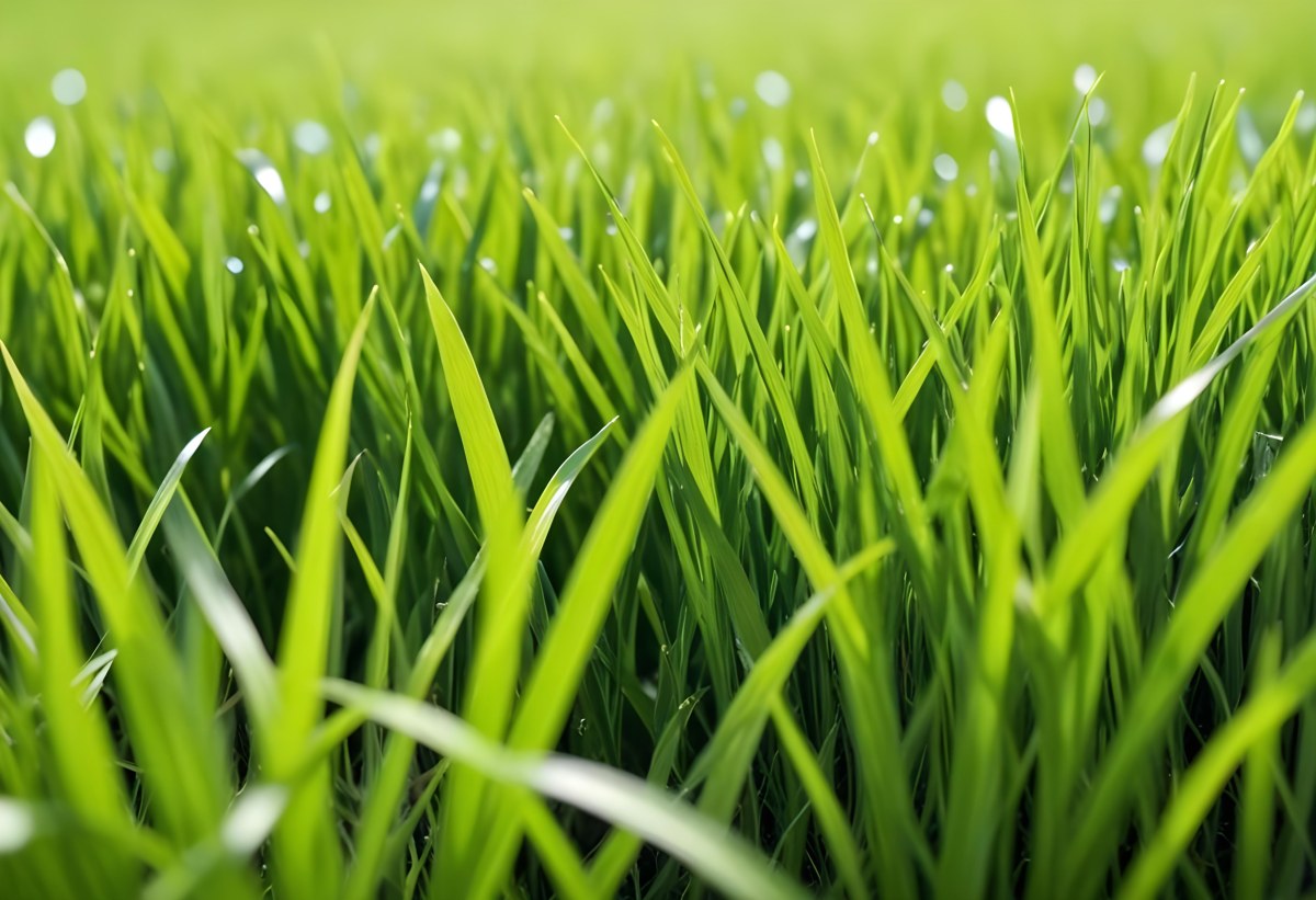 Green Grass Field With A White Background Vibrant Colors Close Up Shot Natural Light Clear Focus Fresh And Lush Appearance Well Maintained Lawn 11 6e6a