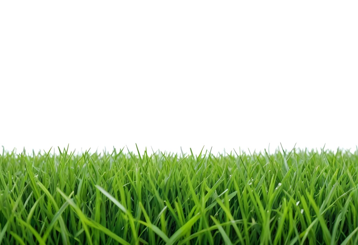 Green Grass Field With A White Background Vibrant Colors Close Up Shot Natural Light Clear Focus Fresh And Lush Appearance Well Maintained Lawn 13 0826