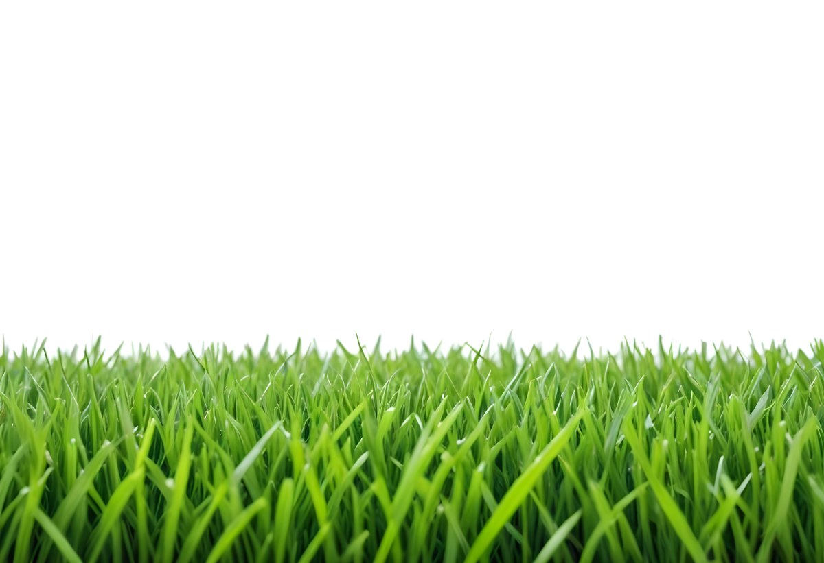 Green Grass Field With A White Background Vibrant Colors Close Up Shot Natural Light Clear Focus Fresh And Lush Appearance Well Maintained Lawn 15 Ab29