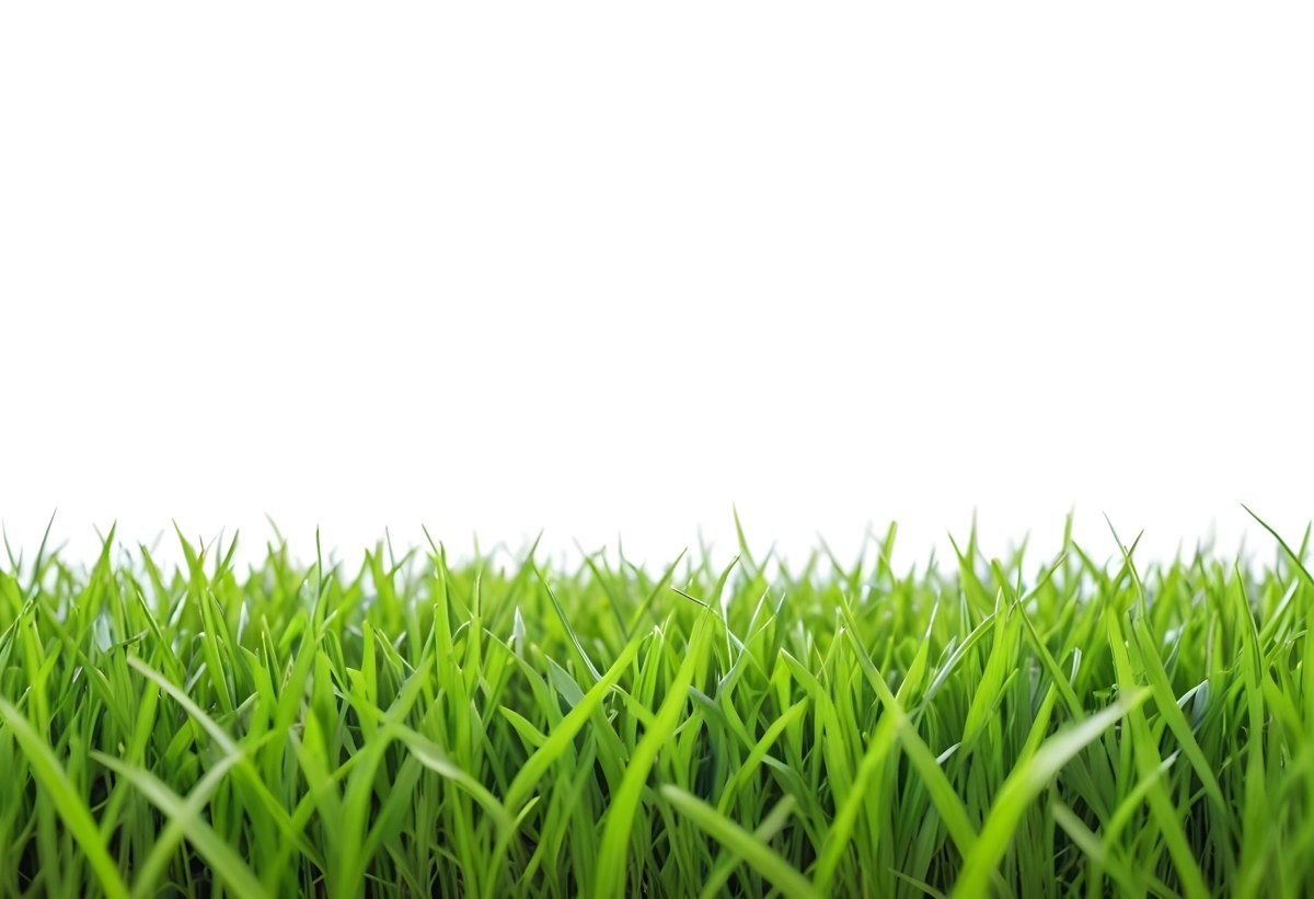 Green Grass Field With A White Background Vibrant Colors Close Up Shot Natural Light Clear Focus Fresh And Lush Appearance Well Maintained Lawn 18 E0c1