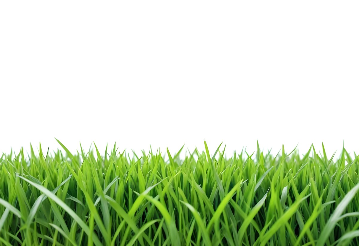 Green Grass Field With A White Background Vibrant Colors Close Up Shot Natural Light Clear Focus Fresh And Lush Appearance Well Maintained Lawn 19 75ae