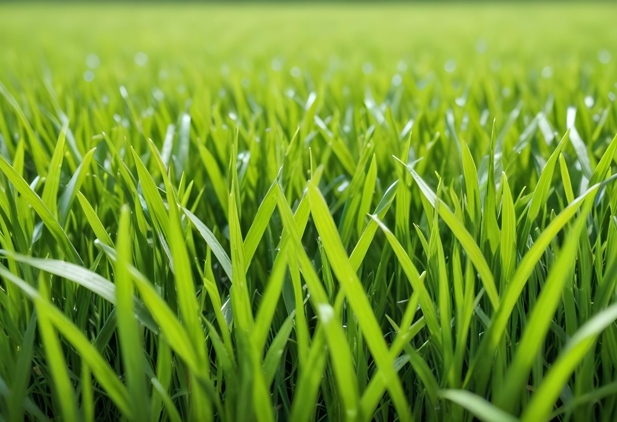 Green Grass Field With A White Background Vibrant Colors Close Up Shot Natural Light Clear Focus Fresh And Lush Appearance Well Maintained Lawn 2 3a4a