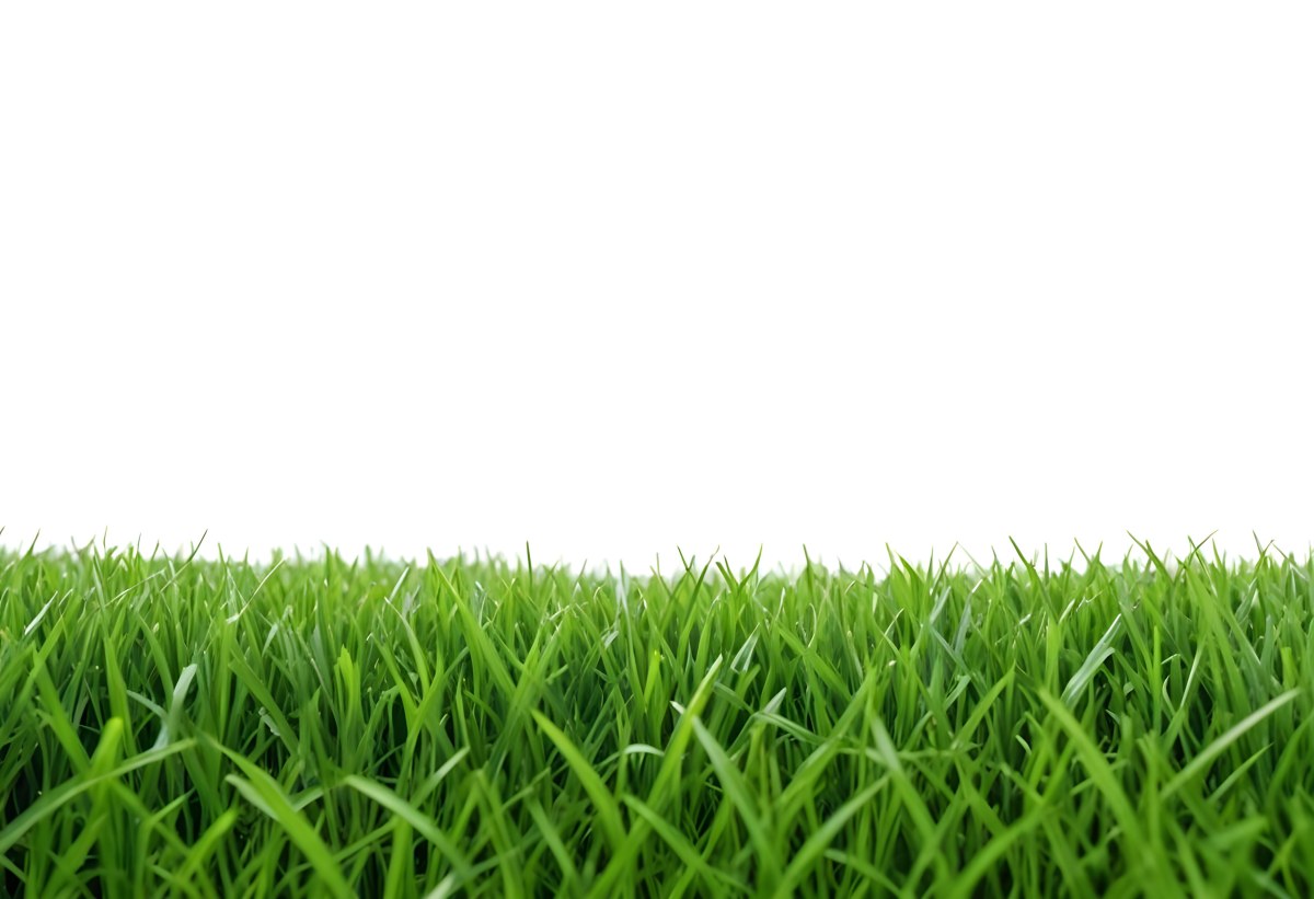 Green Grass Field With A White Background Vibrant Colors Close Up Shot Natural Light Clear Focus Fresh And Lush Appearance Well Maintained Lawn 20 3e09