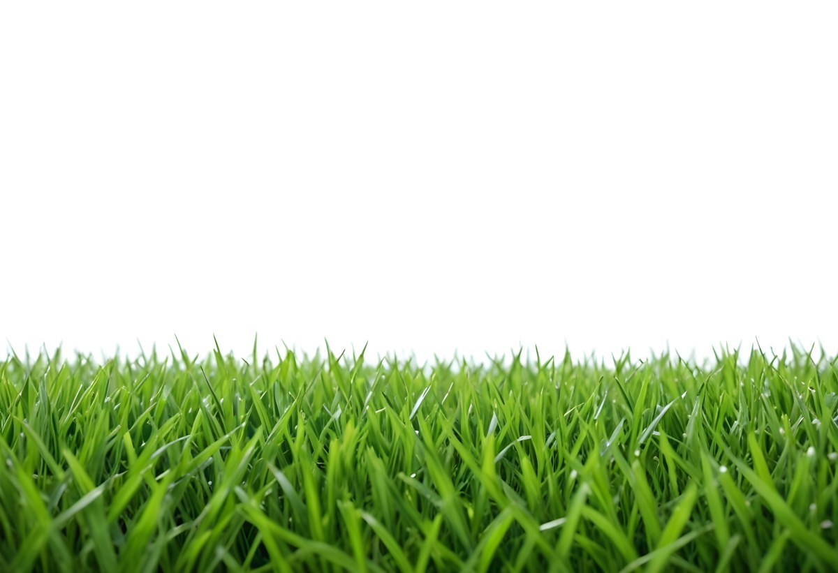 Green Grass Field With A White Background Vibrant Colors Close Up Shot Natural Light Clear Focus Fresh And Lush Appearance Well Maintained Lawn 21 7841