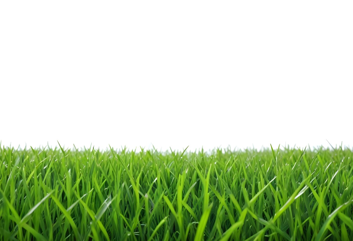 Green Grass Field With A White Background Vibrant Colors Close Up Shot Natural Light Clear Focus Fresh And Lush Appearance Well Maintained Lawn 22 D19f