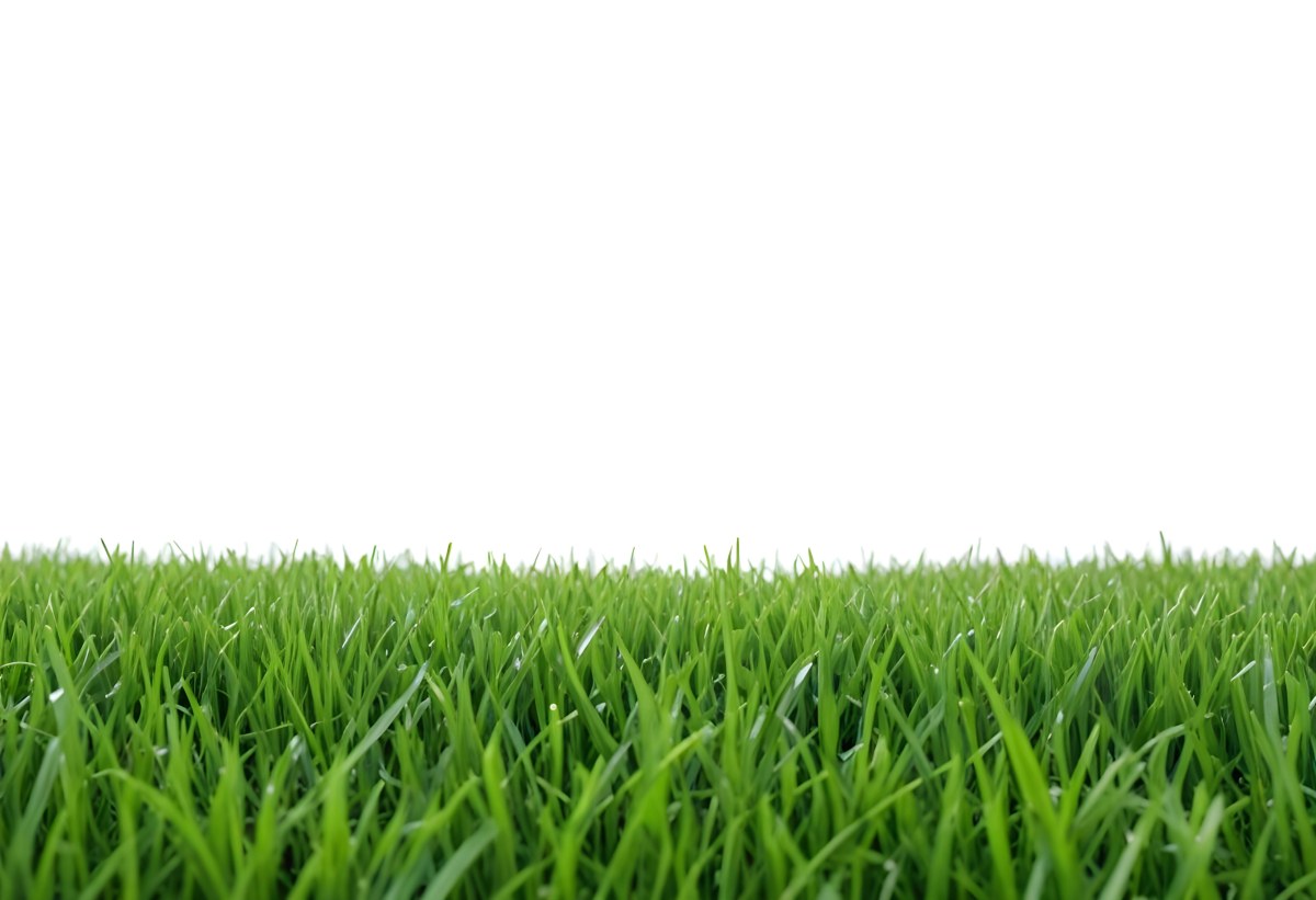 Green Grass Field With A White Background Vibrant Colors Close Up Shot Natural Light Clear Focus Fresh And Lush Appearance Well Maintained Lawn 23 A396