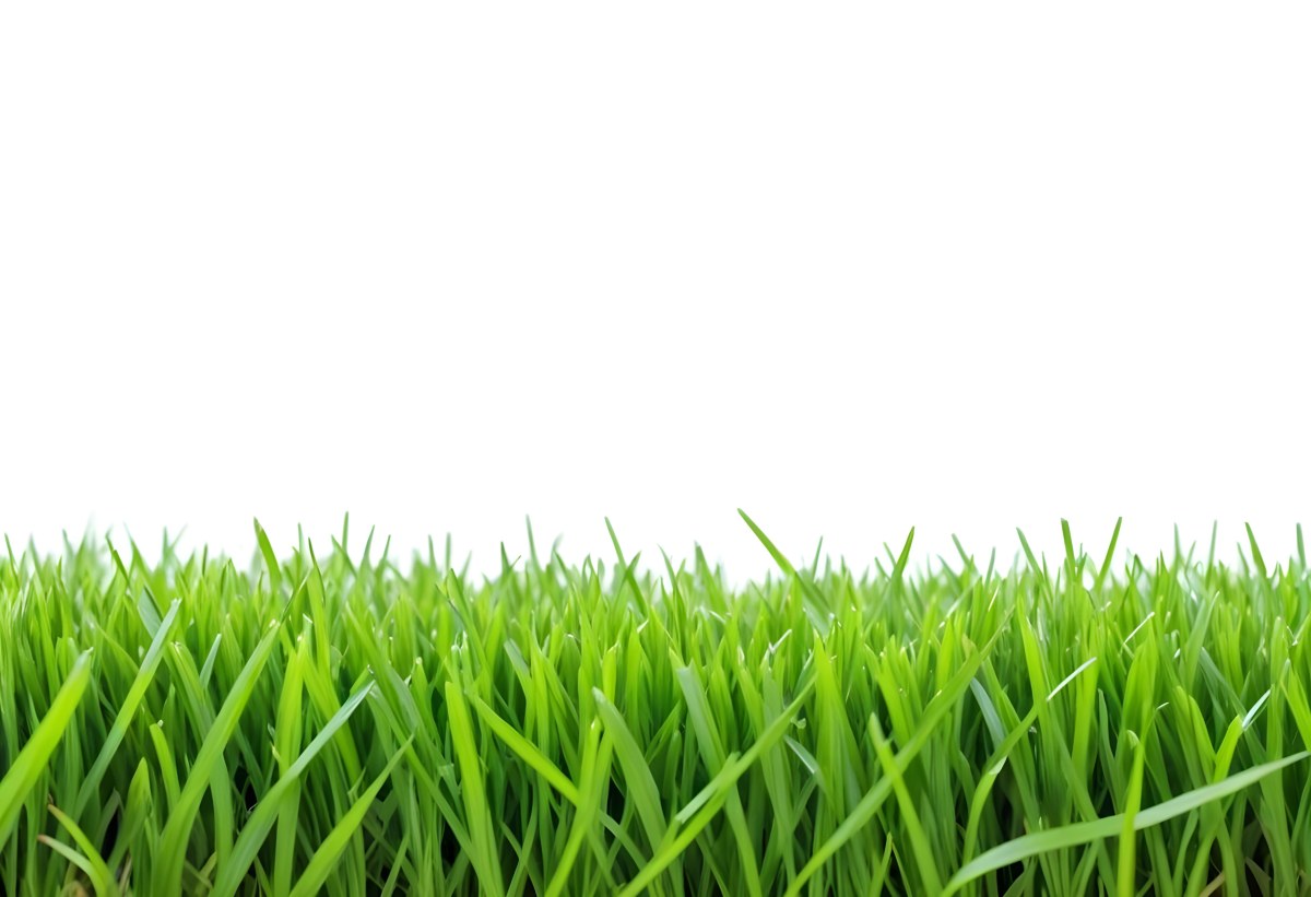 Green Grass Field With A White Background Vibrant Colors Close Up Shot Natural Light Clear Focus Fresh And Lush Appearance Well Maintained Lawn 4 5379