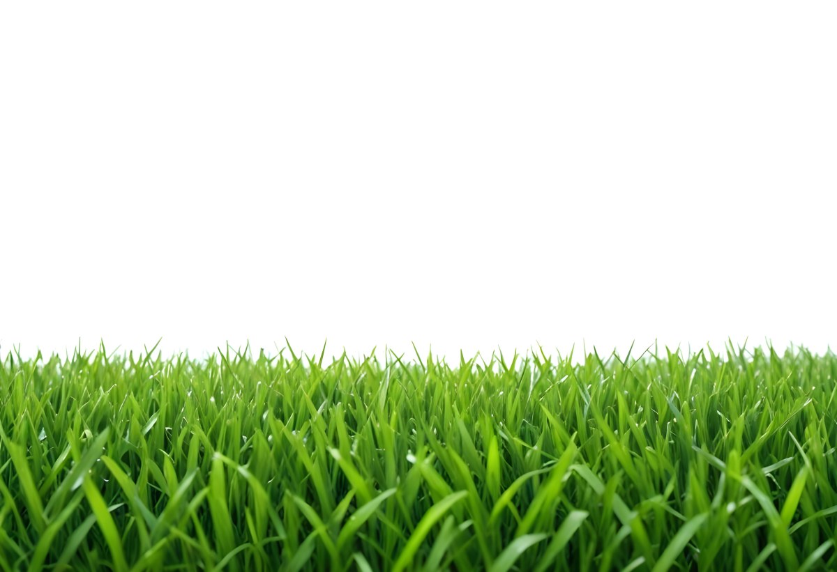Green Grass Field With A White Background Vibrant Colors Close Up Shot Natural Light Clear Focus Fresh And Lush Appearance Well Maintained Lawn 5 5ecd