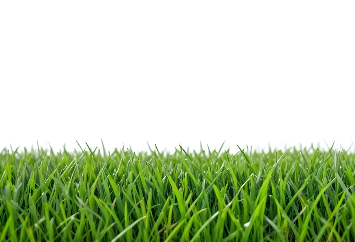 Green Grass Field With A White Background Vibrant Colors Close Up Shot Natural Light Clear Focus Fresh And Lush Appearance Well Maintained Lawn 6 B1d1
