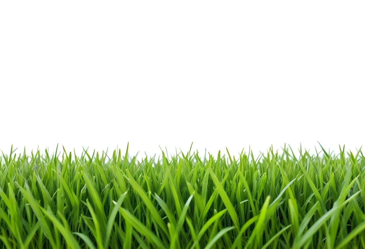 Green Grass Field With A White Background Vibrant Colors Close Up Shot Natural Light Clear Focus Fresh And Lush Appearance Well Maintained Lawn 7 D276
