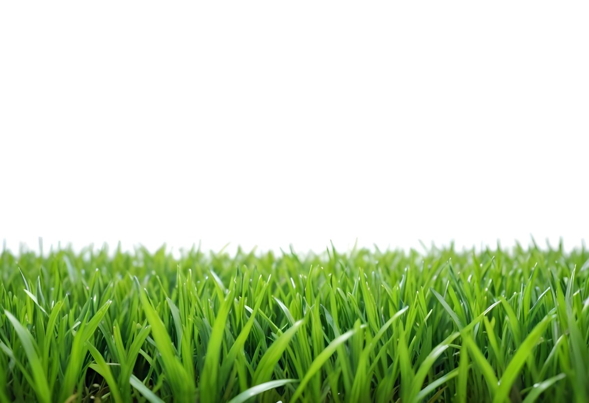 Green Grass Field With A White Background Vibrant Colors Close Up Shot Natural Light Clear Focus Fresh And Lush Appearance Well Maintained Lawn 9 E4e1
