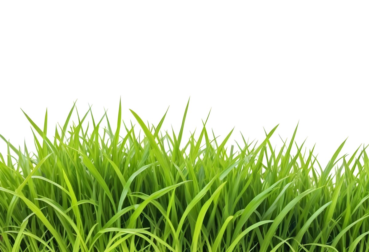 Green Grass With A White Background 1 068e