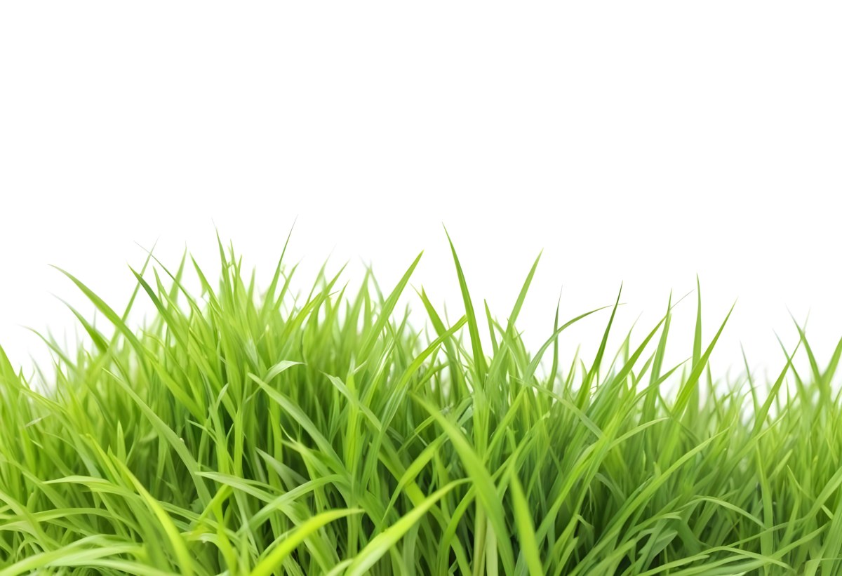 Green Grass With A White Background 10 B7e8