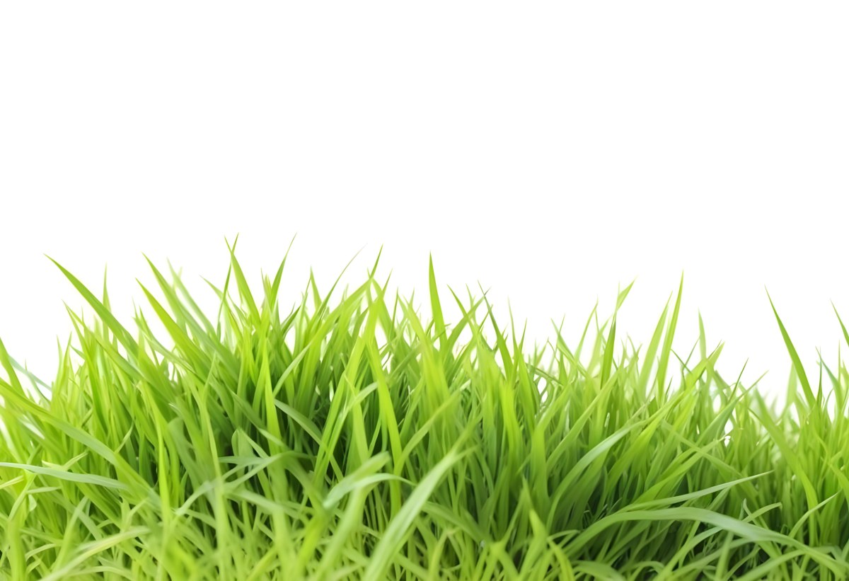 Green Grass With A White Background 15 B897