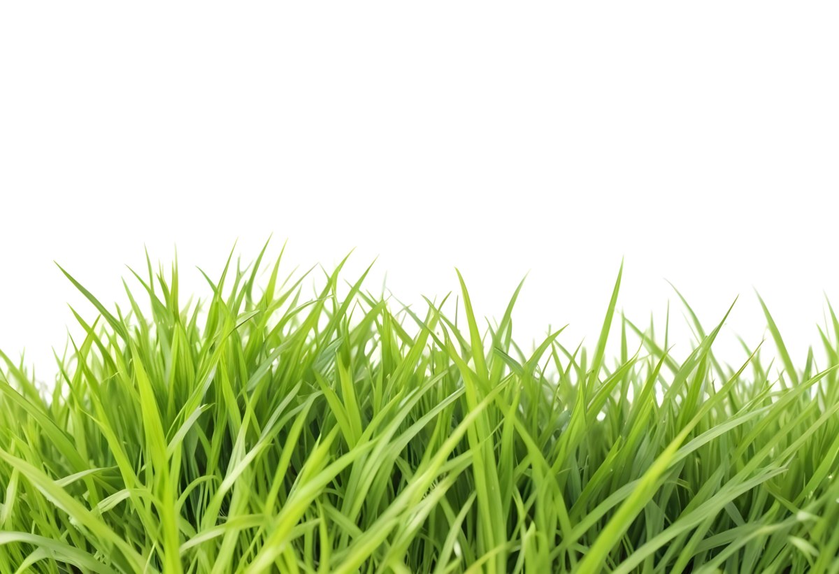 Green Grass With A White Background 18 D2d7