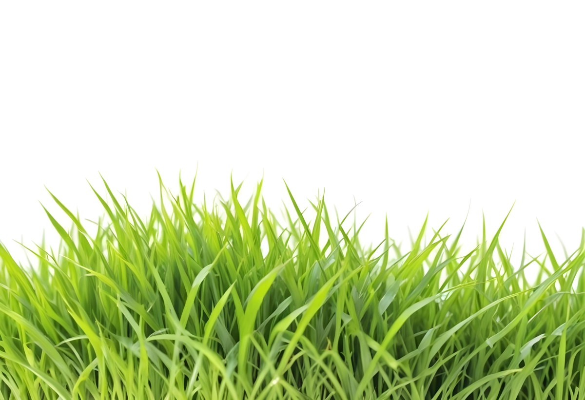 Green Grass With A White Background 19 A2e0