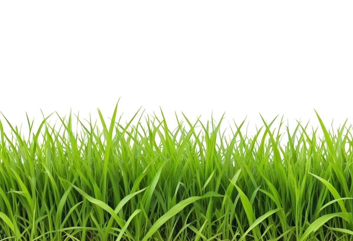 Green Grass With A White Background 23 9144