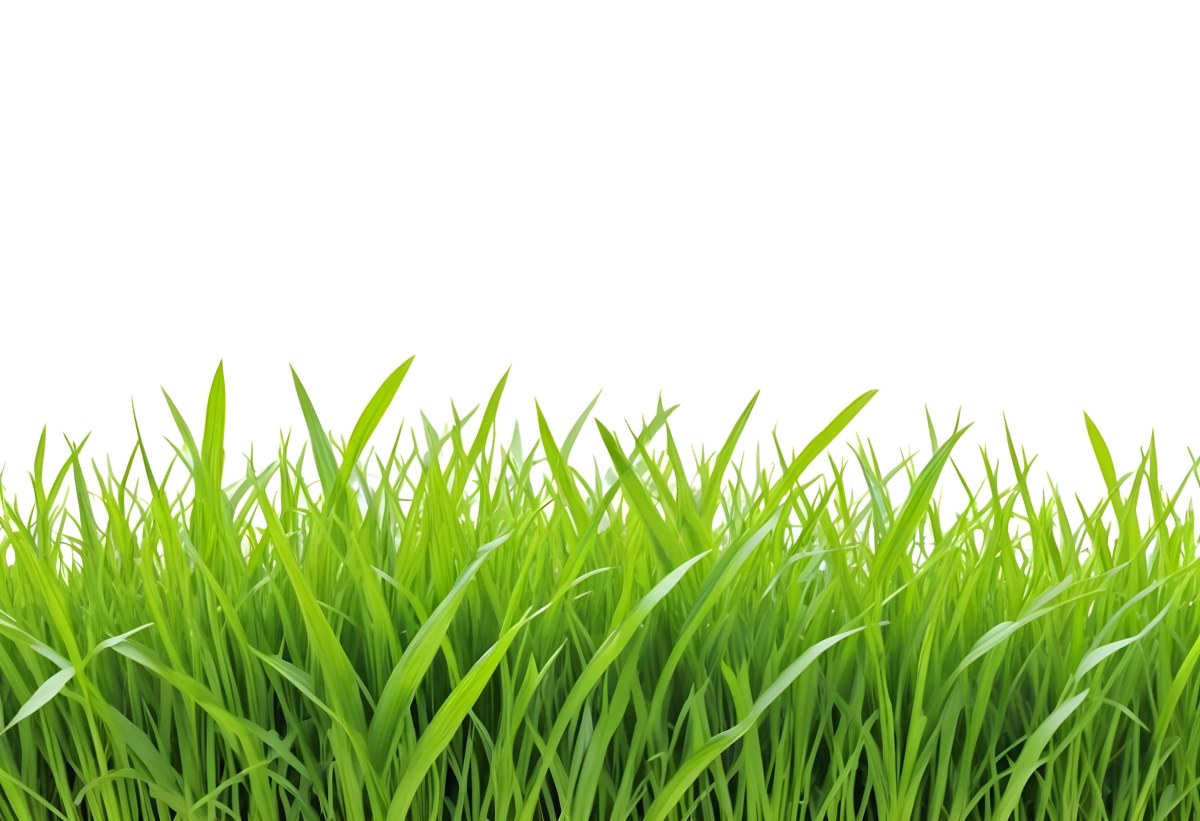 Green Grass With A White Background 24 E204