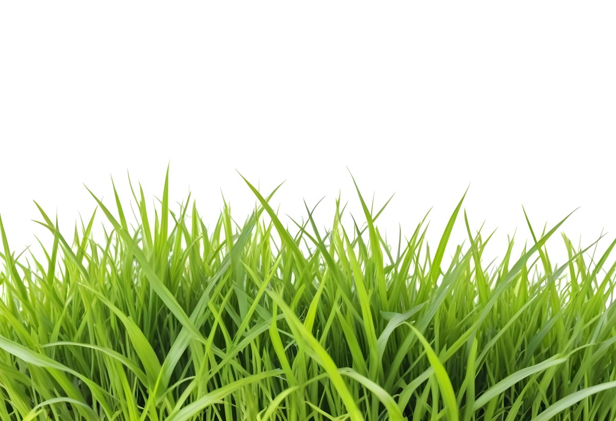 Green Grass With A White Background 25 32b8
