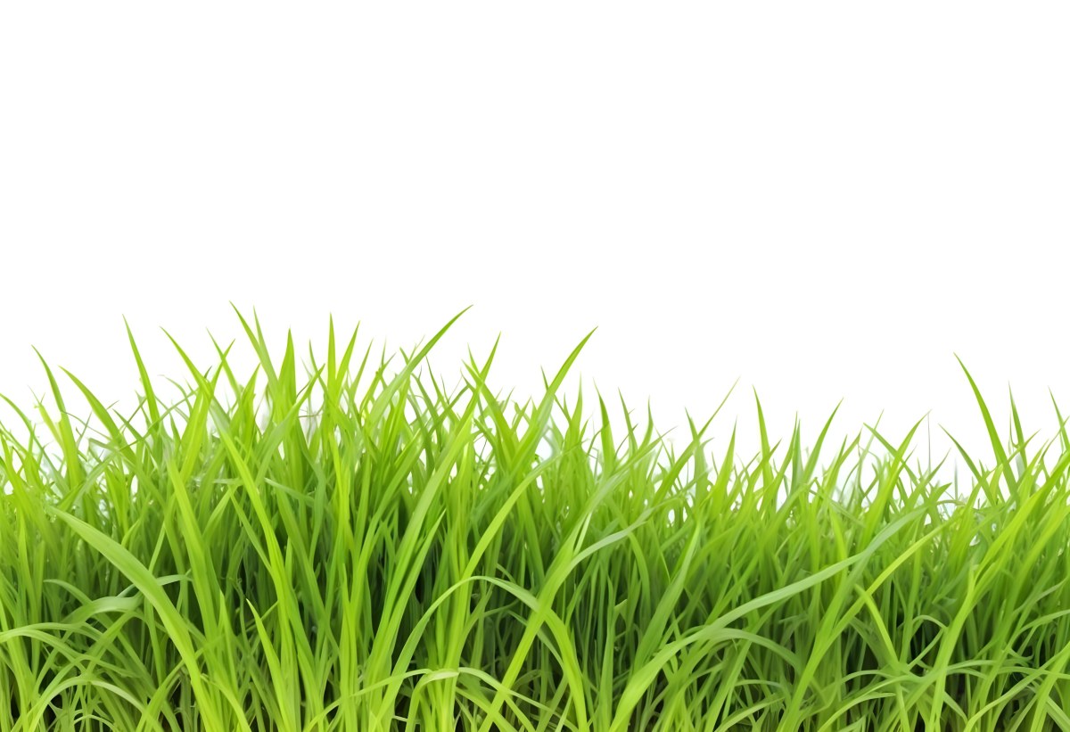 Green Grass With A White Background 26 C9ab