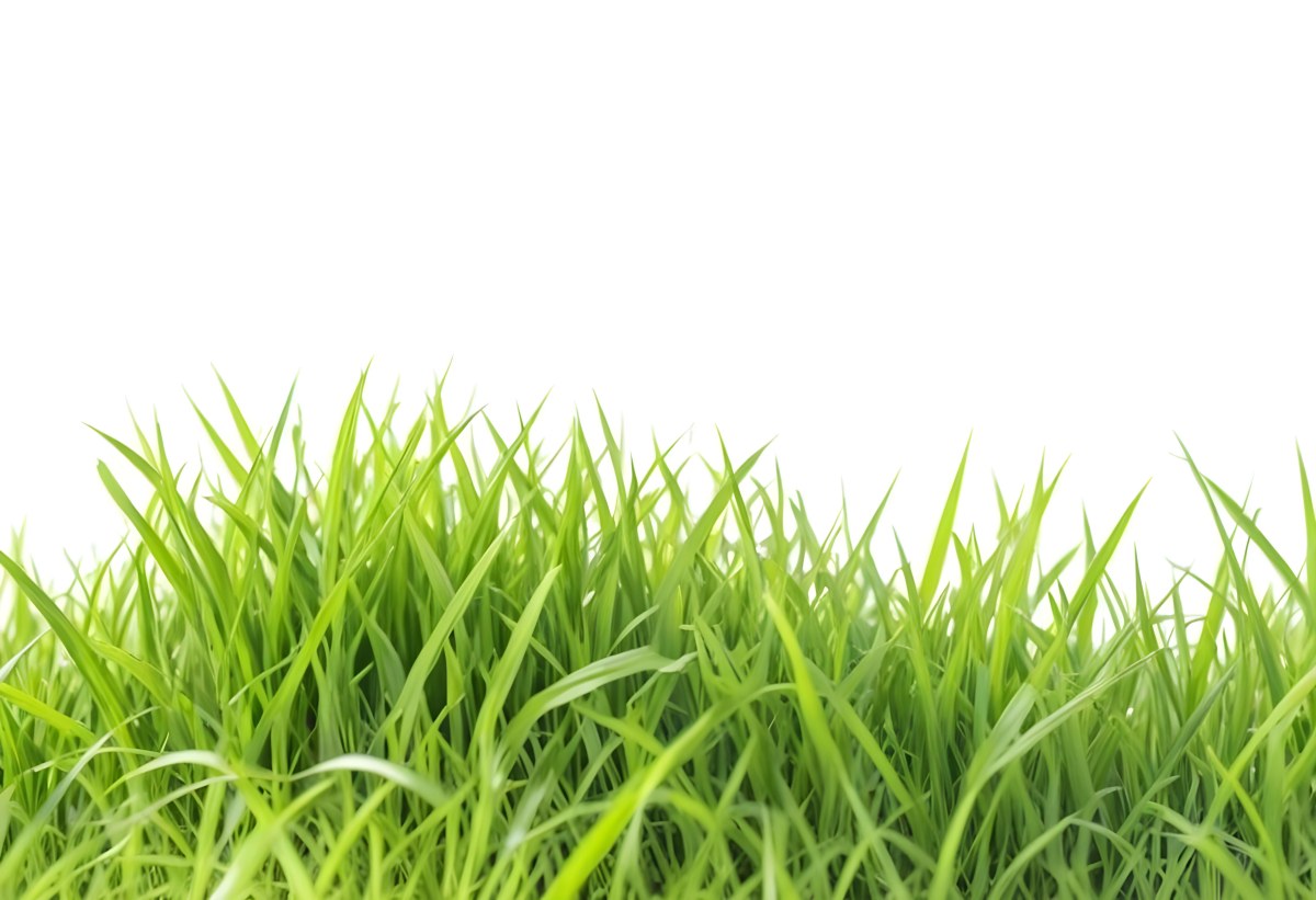 Green Grass With A White Background 27 765d