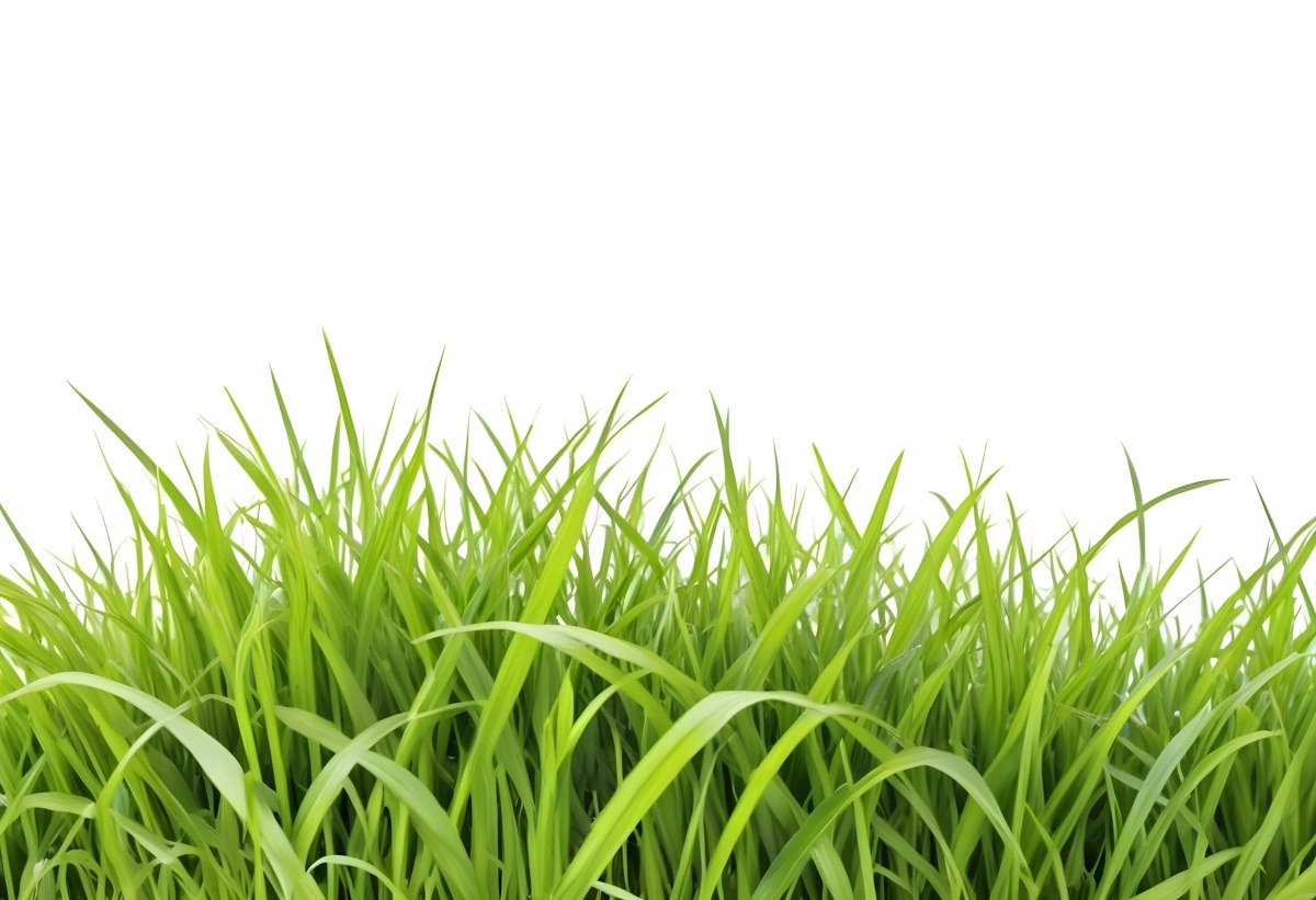 Green Grass With A White Background 7 08cd