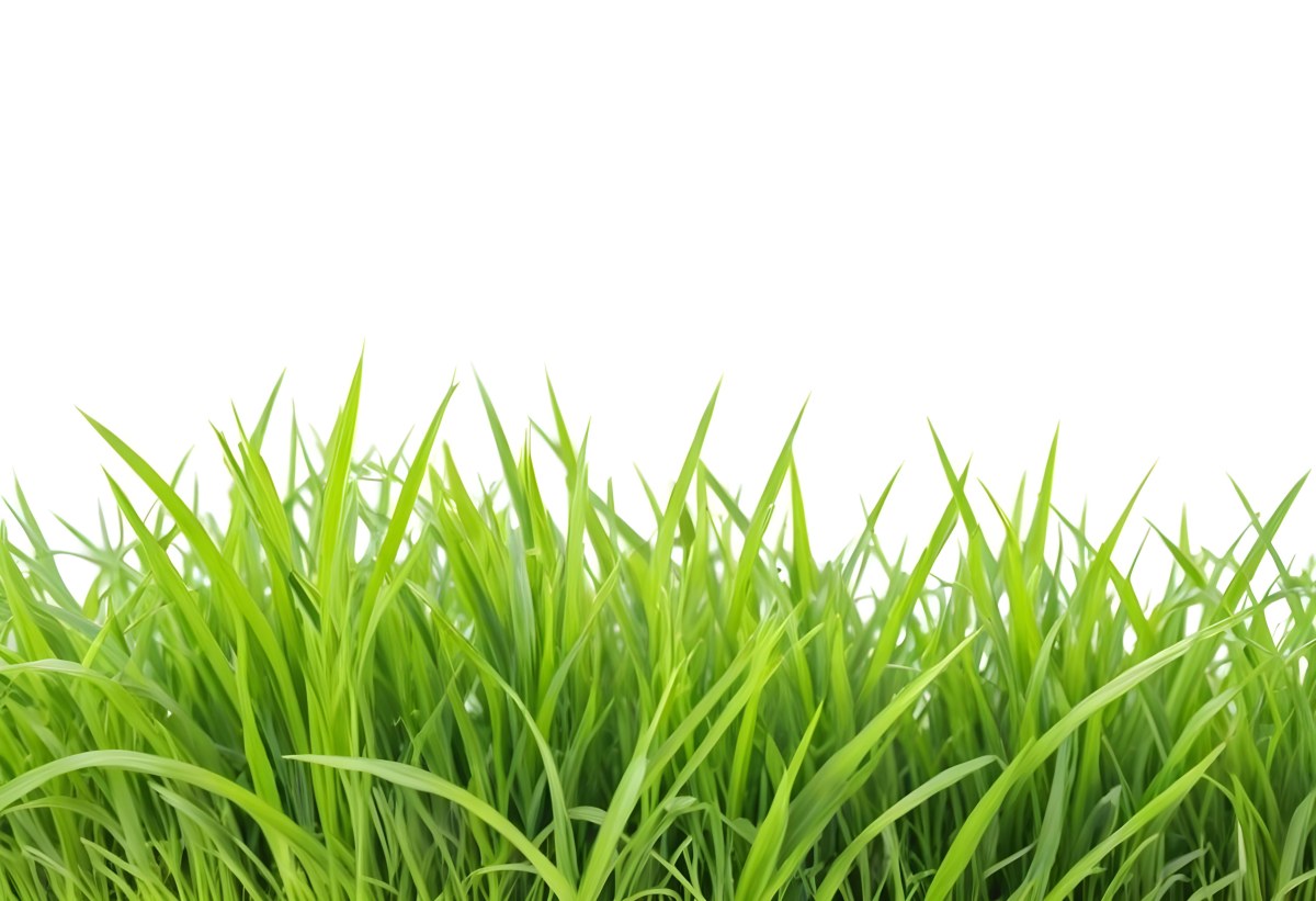 Green Grass With A White Background 8 Ddac