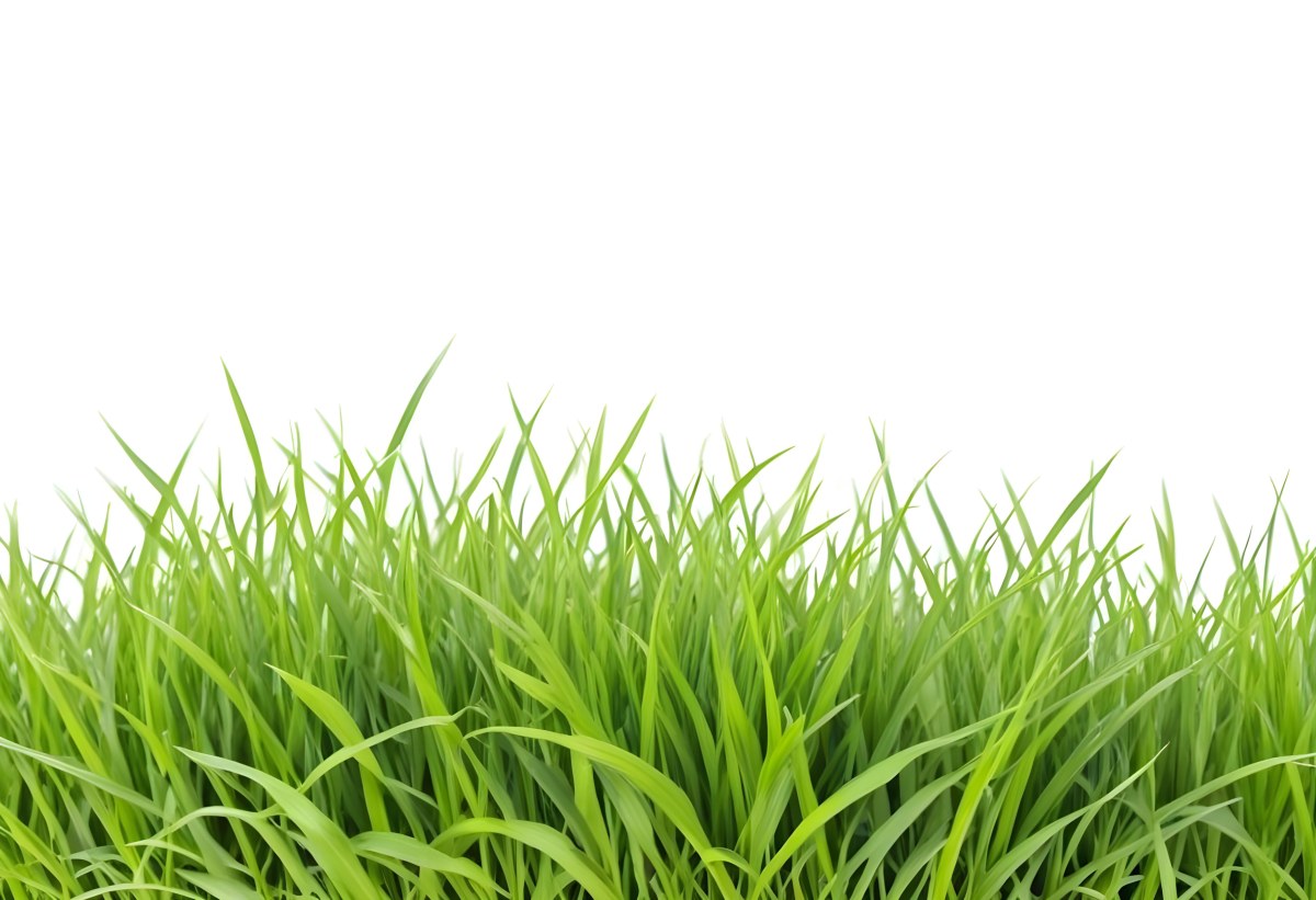 Green Grass With A White Background 9 Be77