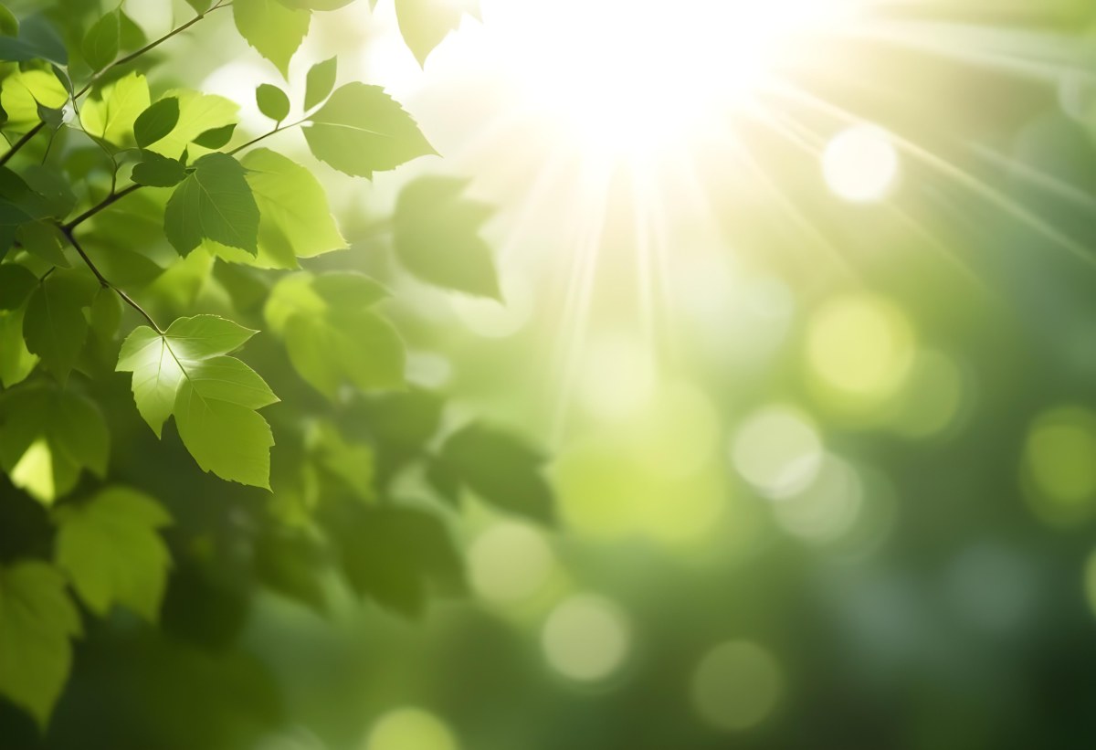 Green Leaves With Sunlight Shining Through Blurred Background 17 462e