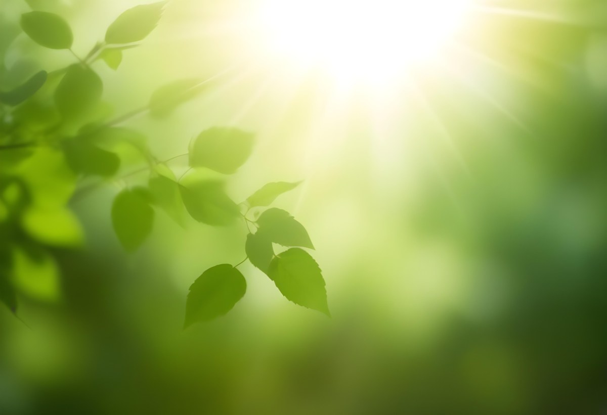 Green Leaves With Sunlight Shining Through Blurred Background 26 E619