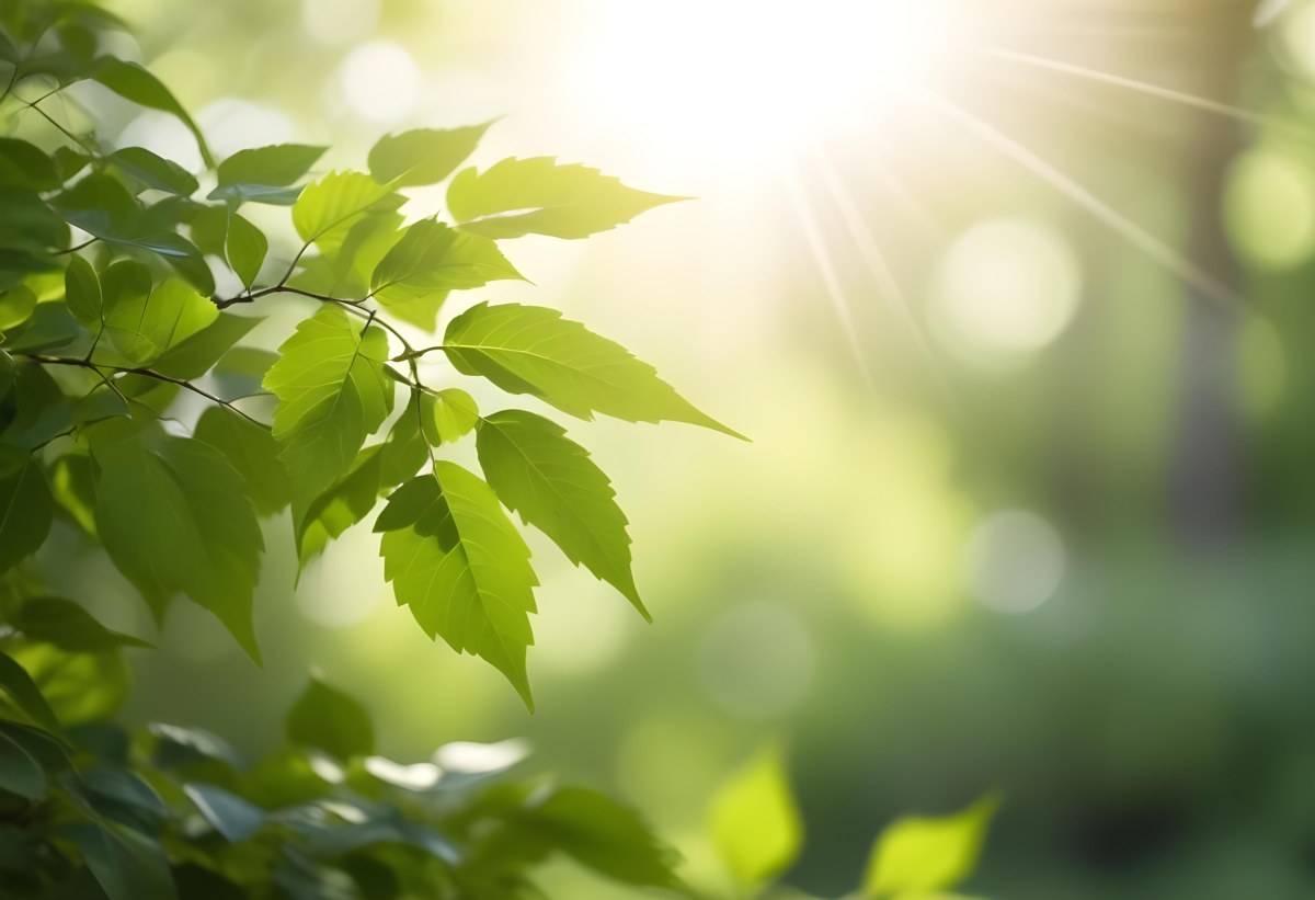 Green Leaves With Sunlight Shining Through Blurred Background 27 0b07