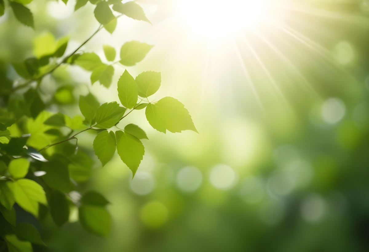 Green Leaves With Sunlight Shining Through Blurred Background 28 Ebc9