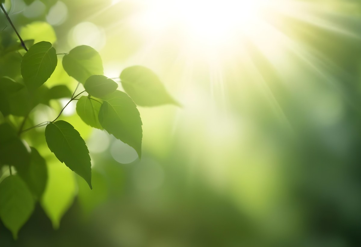 Green Leaves With Sunlight Shining Through Blurred Background 32 Fd6e