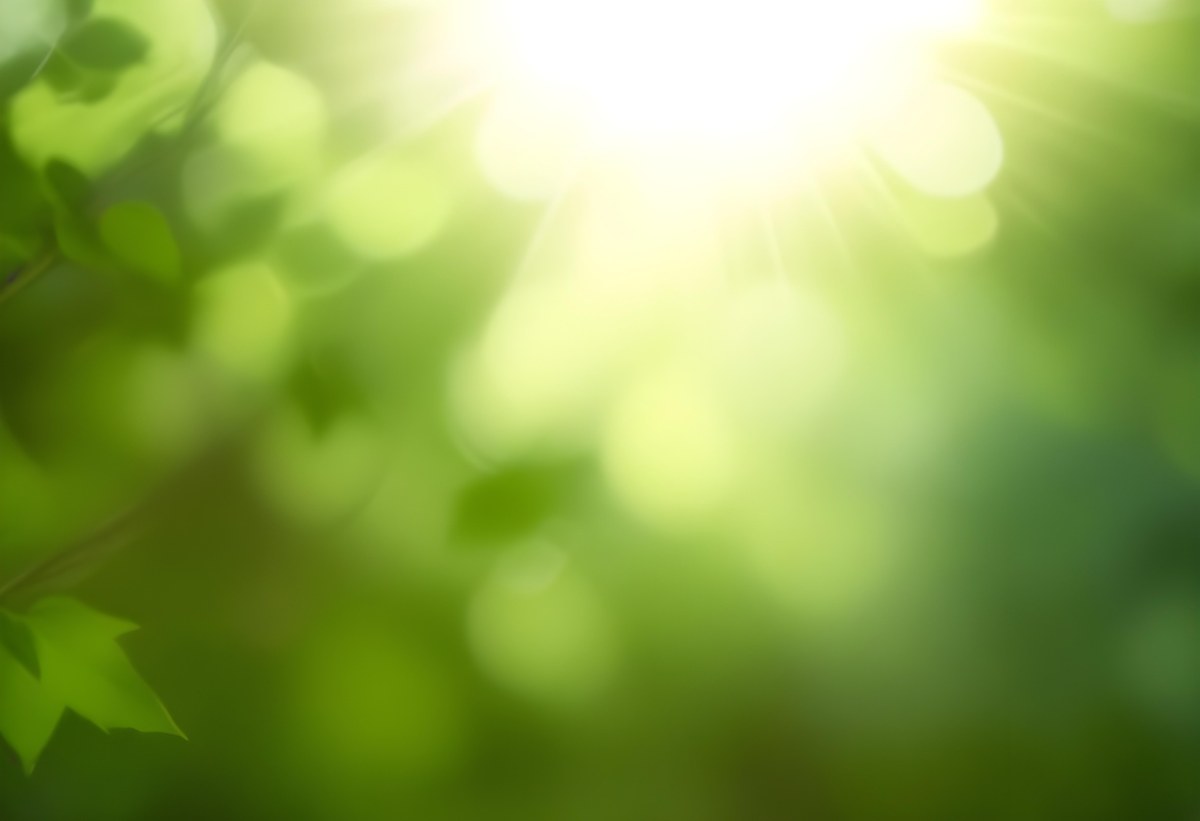 Green Leaves With Sunlight Shining Through Blurred Background 33 1fe9