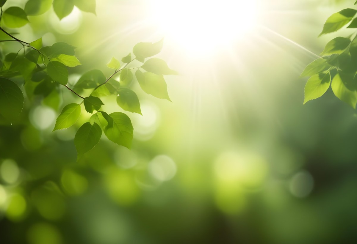 Green Leaves With Sunlight Shining Through Blurred Background 35 286d