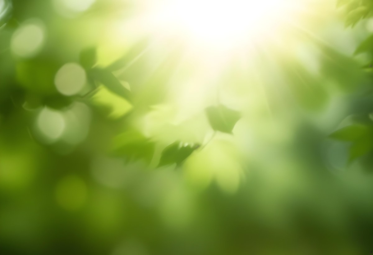 Green Leaves With Sunlight Shining Through Blurred Background 36 36eb
