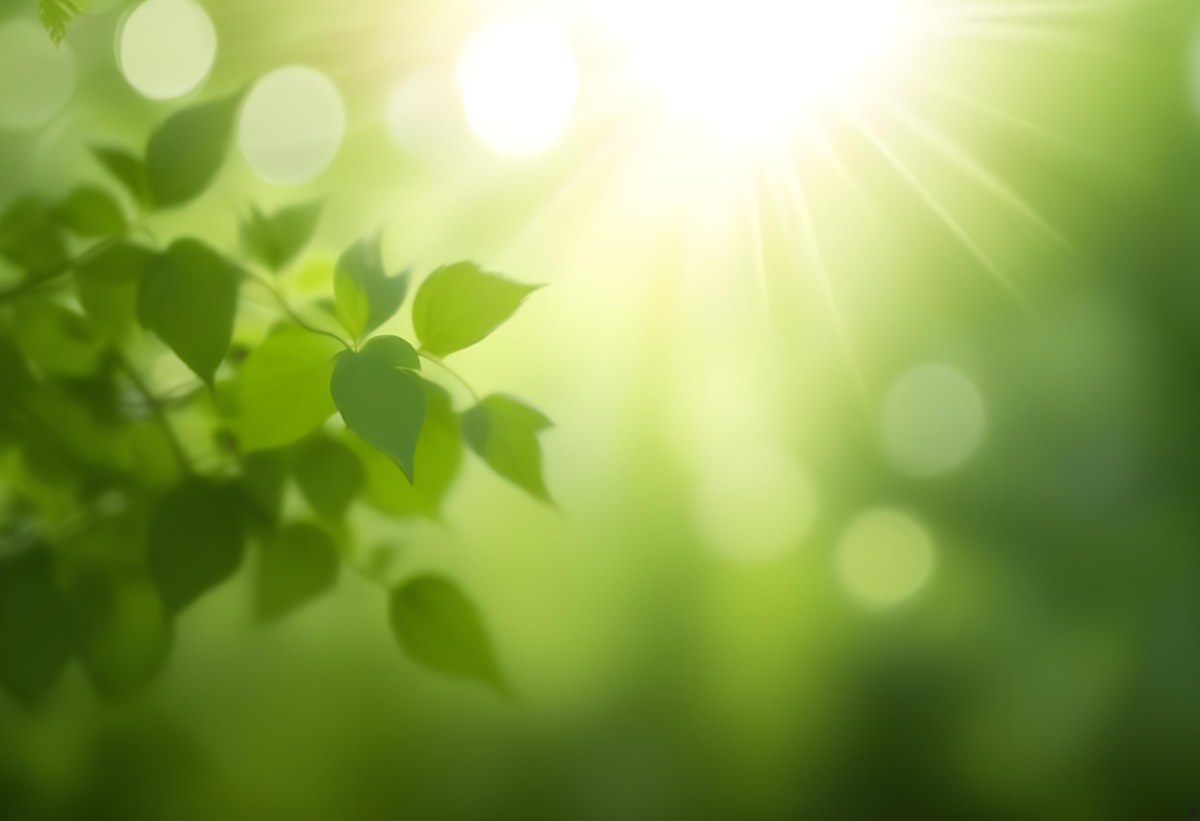 Green Leaves With Sunlight Shining Through Blurred Background 37 De4d