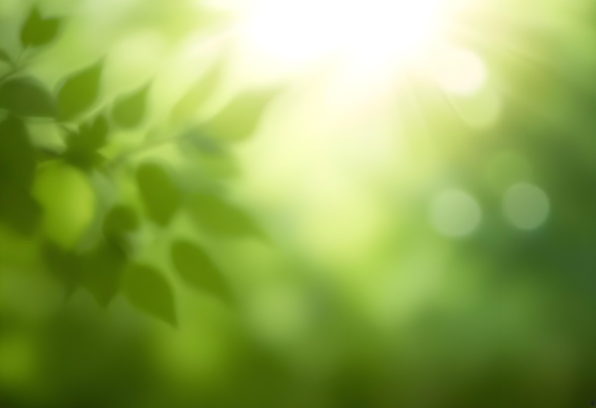 Green Leaves With Sunlight Shining Through Blurred Background 38 Bed1