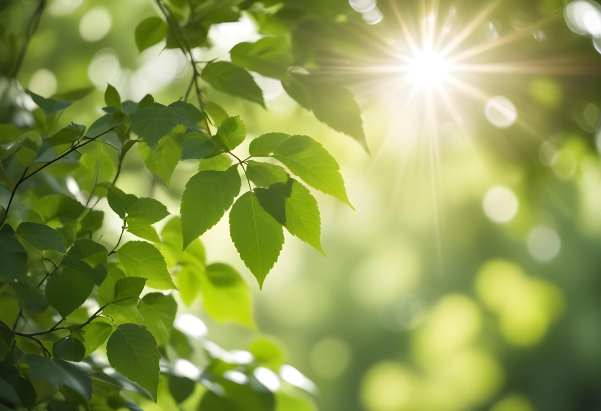 Green Leaves With Sunlight Shining Through Blurred Background 4 1b50
