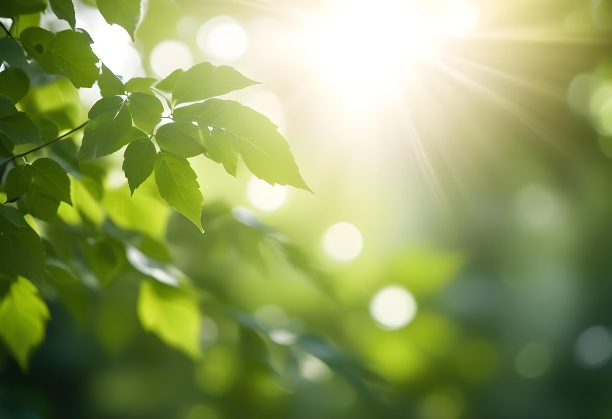 Green Leaves With Sunlight Shining Through Blurred Background 6 Fd72